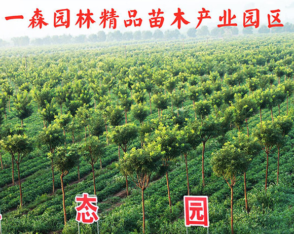 煙盒包裝